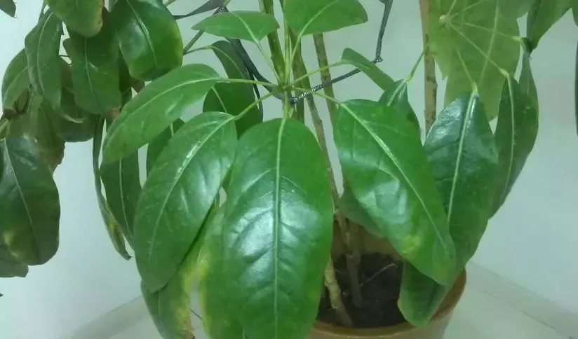 过期的啤酒,用处竟然也这么多?(图4)