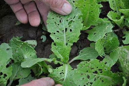 最脏蔬果排名出来了,第一名我们经常吃!(图4)